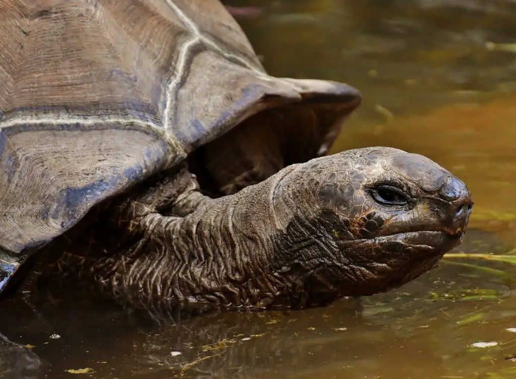 Do tortoise lay eggs in water