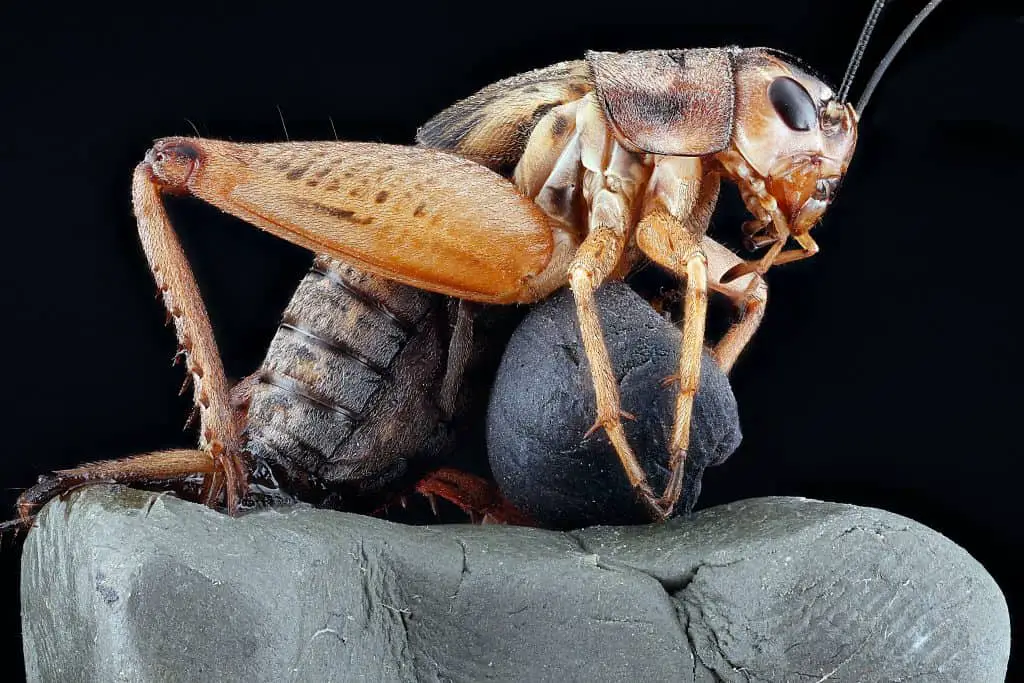 Do Lizards Eat Cockroaches