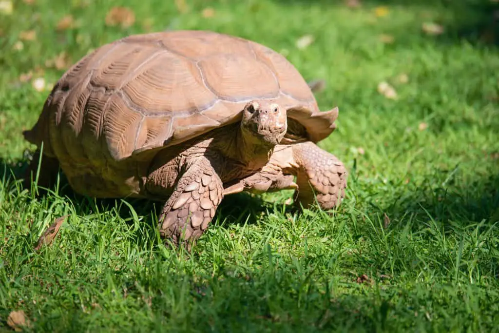 do tortoise have ears