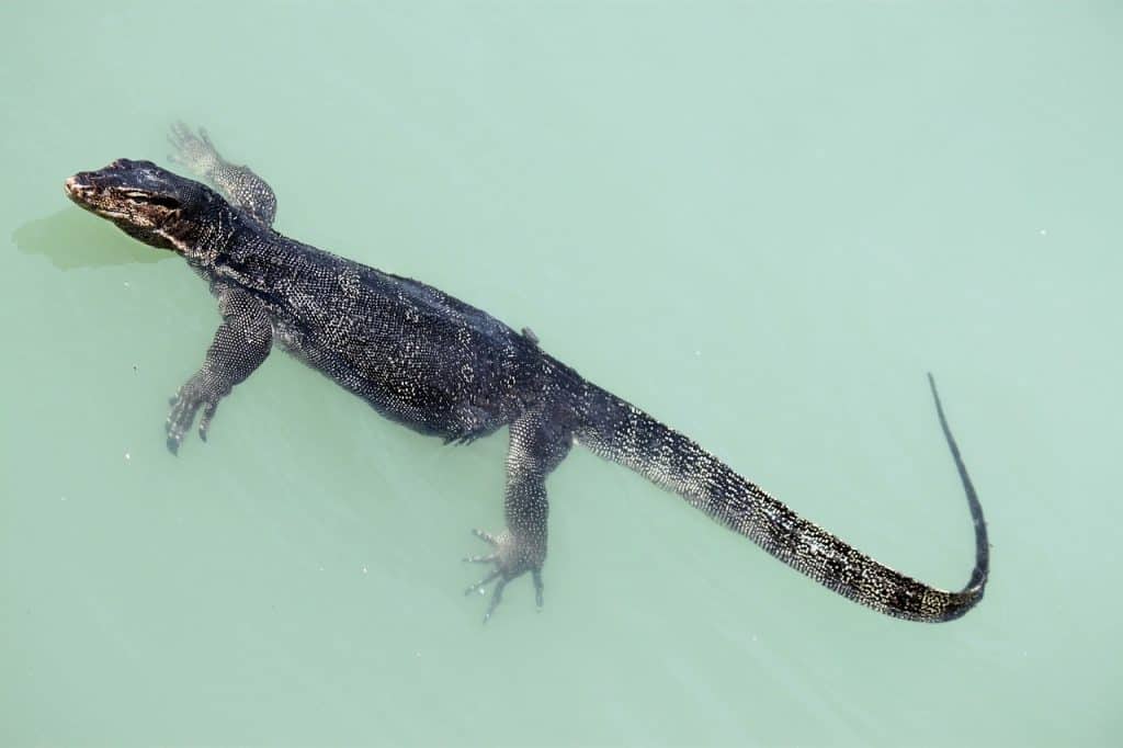 can lizards swim