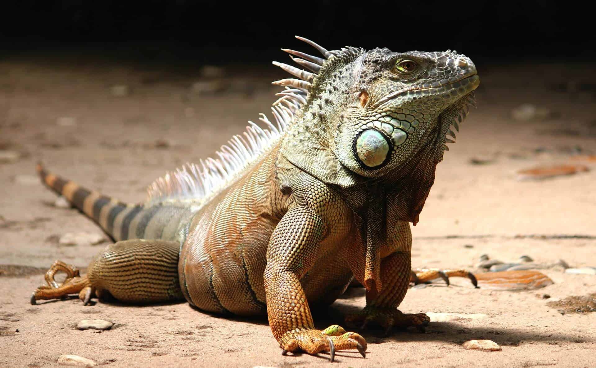 Are Iguanas Dangerous