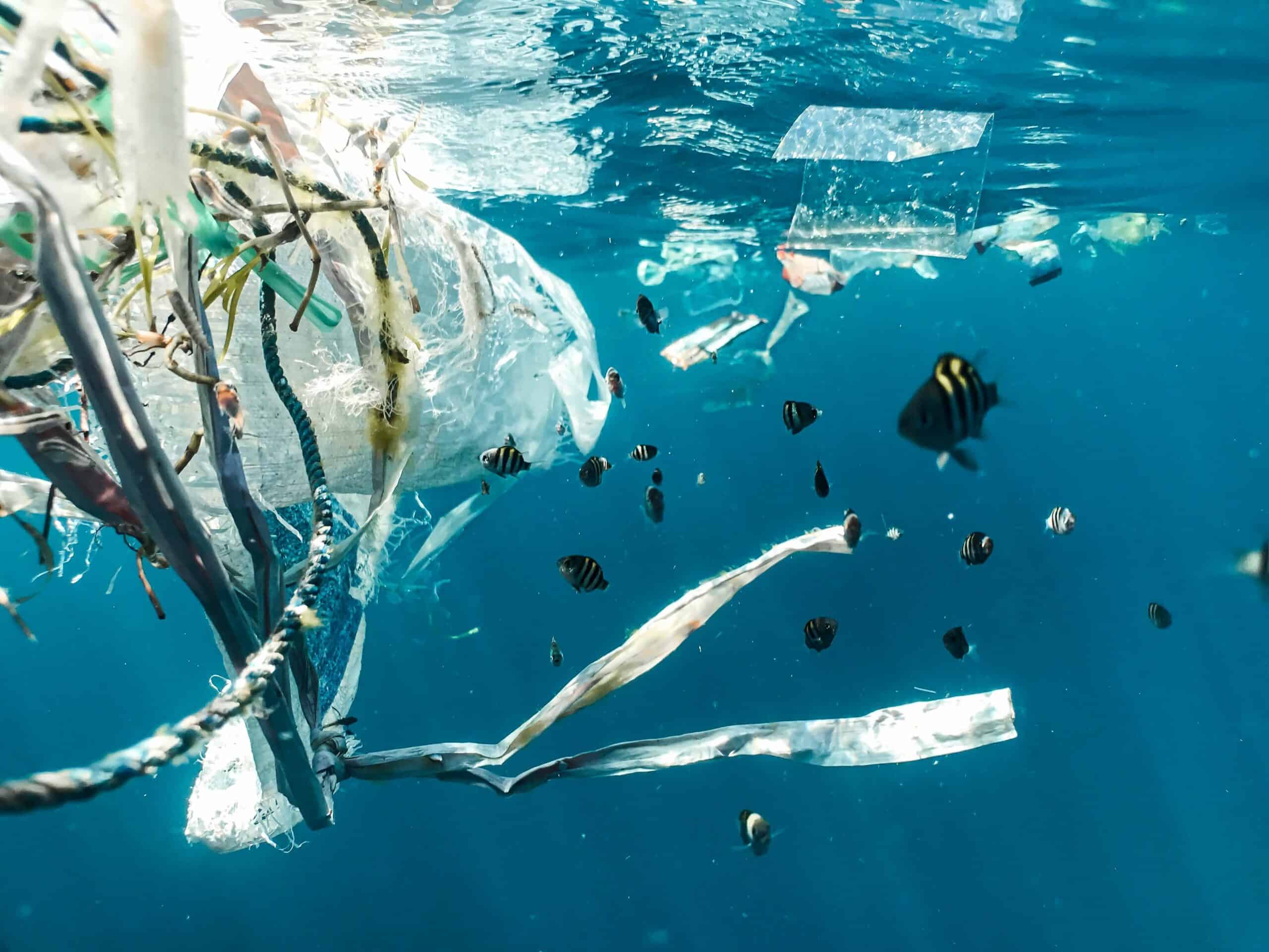 Plastics Killing Sea Turtles